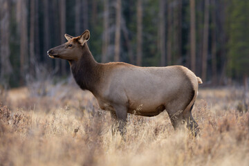 Naklejka na ściany i meble Side profile of a female cow elk