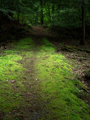 苔に覆われた薄暗い森の中の道