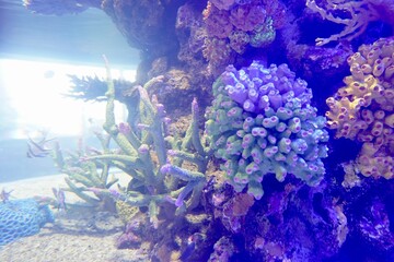 Aquarium oceanarium wildlife , Tropical sea underwater fishes on coral reef. Aquarium oceanarium wildlife colorful marine landscape at Rayong Aquarium.