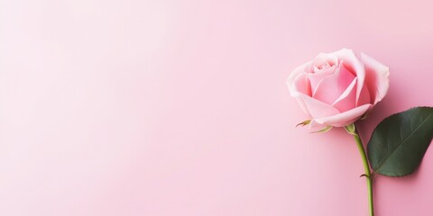 Rose on plain minimalistic pink background, flat lay, pastel color, copy space, type space, space for typing, happy birthday, valentines day, mother day