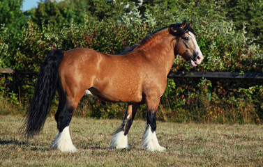 Fototapeta premium Gypsy Vanner Horse walks in summer farm