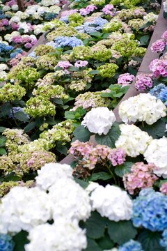 Hydrangea flowers , Blooming floral light meadow , Miracle of Natural Rayong , FLORA EXHIBITION HALL.