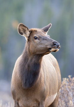 Portrait of a female cow elk