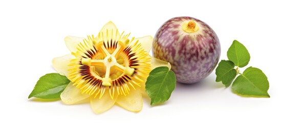 Passiflora edulis Sims is also known as Passion Fruit, Jamaica honey-suckle, and Yellow granadilla.