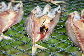 Fish in the sun drying on the net with Vespa affinis
