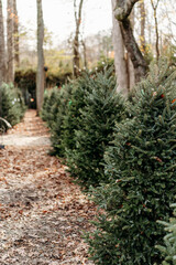 row of green pine Christmas trees at Christmas tree farm