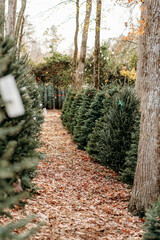 row of green pine Christmas trees at Christmas tree farm