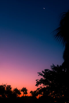 palm trees silhouette against pink and purple sunrise on Hilton