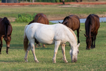 Naklejka na ściany i meble Horses grazing on grass fields in the Pantanal of Miranda
