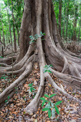 Big tree and roots in the Amazon Rainforest seen in the dry season