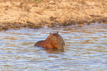 Fototapeta premium Capybara rodent inside lake in the Pantanal of Miranda
