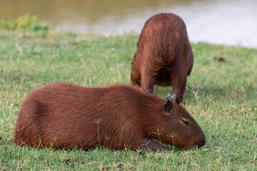 Capybara rodents in the Pantanal of Miranda, Mato Grosso do Sul