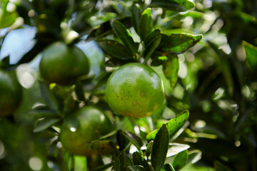 Fresh green tangerine on tree branch