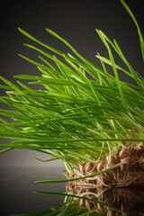 Hydroponicly grown wheatgrass reaching out toward light