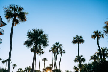 palm trees and blue morning sky on Hilton Head Island