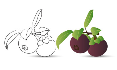 Mangosteen fruit drawn