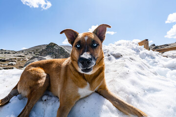 Beautiful Dog Enjoys Alpine Snow On Summit of Whistlers Mountain