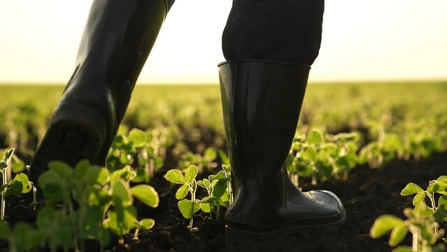 agriculture farmer feet walking along green sprouts sunset, farming concept, fertile soil soybean business, green sprouts sunset farm, agronomist farmer engineer rubber boots, agricultural business