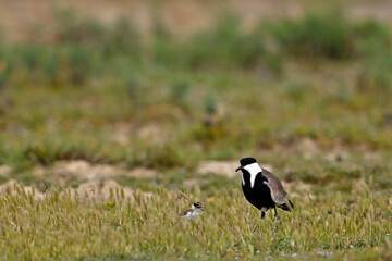 Spornkiebitz mit Küken // Spur-winged lapwing with chick (Vanellus spinosus) - Axios-Delta,...