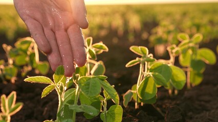 farmer hand watering sprouted soybean sprouts sunset, agriculture concept, seedlings watered water...