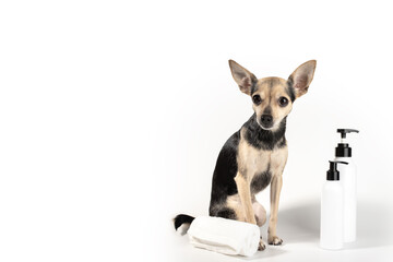 dog cosmetics, grooming, pet with shampoo bottles and towel on white background