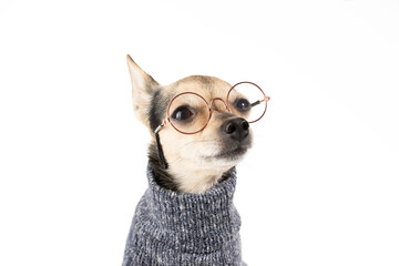 Smart dog, studying vision health, veterinary education, animal clinic, pet medicine, eye care