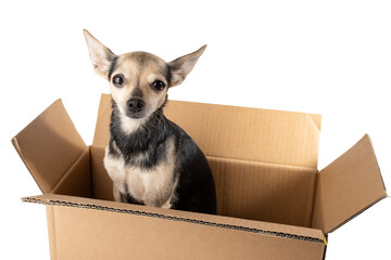 Dog in a box, Pet shop order, toy terrier inside, cute animal delivery, white background