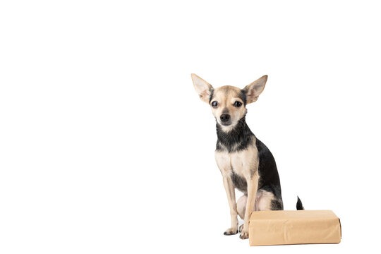 Pet delivery, Cute pet with a parcel, online order, white background