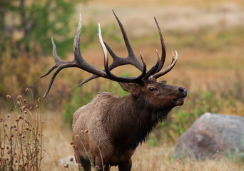 Portrait of a large bull elk - obrazy, fototapety, plakaty