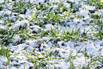 Winter crops，Growing wheat under the snow.