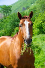 Naklejka na ściany i meble Happiness is...an endless pasture and a mouthful of delicious grass! Living TheHorse Life