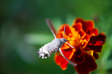 Flower power! This striking hawkmoth takes center stage as it delicately perches on a vibrant...