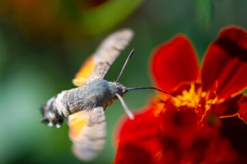 Features a stunning depiction of a hawk moth on a vibrant flower. Brings the gentle beauty of...
