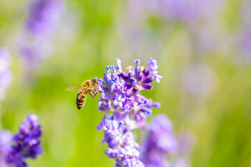 Spring lavender flowers under sunlight. Bees pollinate flowers and collect pollen. Lavender honey. Beautiful landscape of nature with a panoramic view. Hi spring. long banner