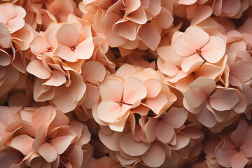 hydrangeas in the color of 2024, peach fuzz . floral background, garden inflorescences close-up. - obrazy, fototapety, plakaty
