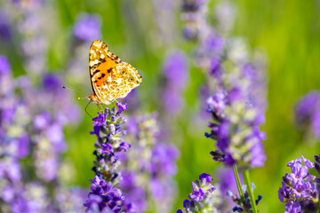 Butterflies on spring lavender flowers under sunlight. Beautiful landscape of nature with a panoramic view. Hi spring. long banner