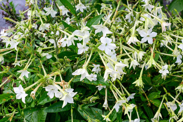 Many delicate white flowers of Nicotiana alata plant, commonly known as jasmine tobacco, sweet tobacco, winged tobacco, tanbaku or Persian tobacco, in a garden in a sunny summer day.