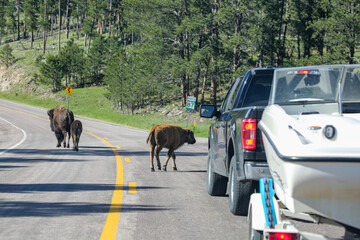 Wild bisons roaming on a highway in Custer State Park caused a traffic jam, Custer, South Dakota 