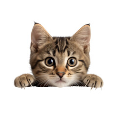 Fototapeta premium A cat peeking out from behind a corner. Home pet animal cutout ,isolated on white and transparent background.