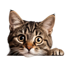 A cat peeking out from behind a corner. Home pet animal cutout ,isolated on white and transparent...