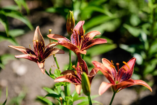 Vivid red flowers of Lilium or Lily plant in a British cottage style garden in a sunny summer day, beautiful outdoor floral background photographed with soft focus.