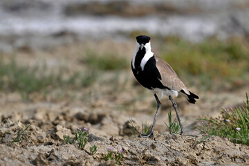 Spornkiebitz // Spur-winged lapwing (Vanellus spinosus) - Axios-Delta, Griechenland