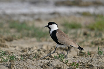 Spur-winged lapwing // Spornkiebitz (Vanellus spinosus) - Axios-Delta, Greece