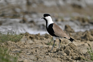 Spornkiebitz // Spur-winged lapwing (Vanellus spinosus) - Axios-Delta, Griechenland
