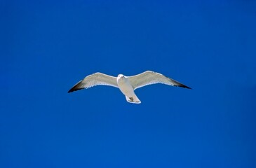 Obraz premium Seagull