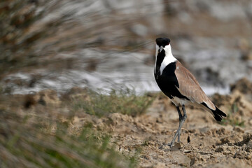 Spornkiebitz // Spur-winged lapwing (Vanellus spinosus) - Axios-Delta, Griechenland