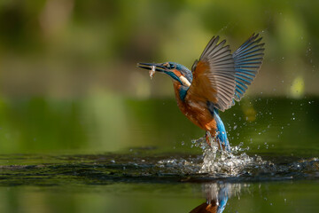 Common European Kingfisher (Alcedo atthis). Kingfisher flying after emerging from water with caught...