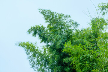 Bamboo Tree and the Charm of Nature