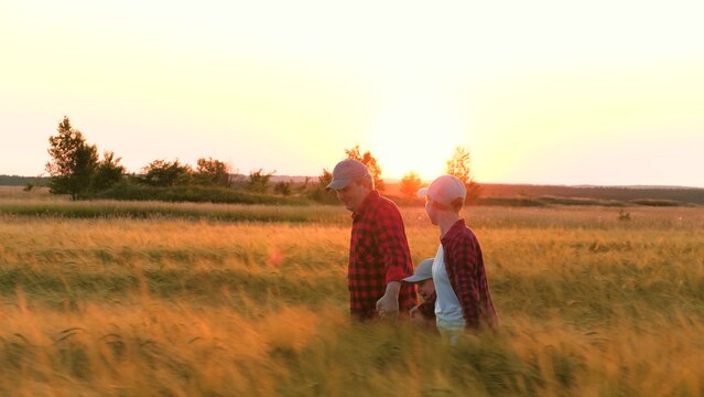 Farmer parents hold son hands while running through wheat field against sunset. Happy parents support son with arms in wheat field. Agronomist family spends time in wheat field with sunset backdrop