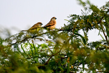 Indian Silverbill pair on the branch